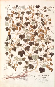 コモンホップ（Humulus lupulus）：Leonhart Fuchsの「De historia stirpium commentarii insignes（植物の歴史に関する注目すべき論評）」のカラーエングレーヴィング。