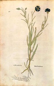 ヤグルマギク（Centaurea cyanus）：Leonhart Fuchs著「De historia stirpium commentarii insignes（植物の歴史についての注目すべき解説）」より、カラーのエングレーヴィング。 作： Leonhard Fuchs