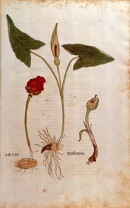De historia stirpium commentarii insignes (Notable Commentaries on the History of Plants)より、Leonhart FuchsによるArum italicum (Arum)のカラーエングレーヴィング。 作： Leonhard Fuchs