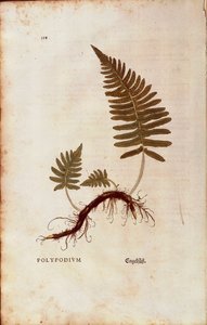 シダ植物（Polypodium vulgare）Leonhart Fuchsによる「De historia stirpium commentarii insignes（植物の歴史に関する注目すべき解説）」のカラーエングレービング版 作： Leonhard Fuchs