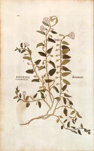 バインドウィード（Convolvulus arvensis）（Helxine cissampelos）：Leonhart Fuchsによる「De historia stirpium commentarii insignes（植物の歴史に関する注目すべき論評）」のカラーエングレーヴィング。 作： Leonhard Fuchs