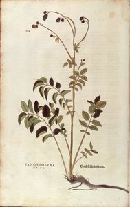 Leonhart Fuchsによる「De historia stirpium commentarii insignes (Notable Commentaries on the History of Plants)」のカラーエングレーヴィングによる「オオバタン」（Sanguisorba officinalis 作： Leonhard Fuchs