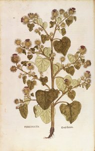 Leonhart Fuchsによる「Greater Burdock - Arctium lappa (Personatia)」（「De historia stirpium commentarii insignes (Notable Commentaries on the History of Plants)」より）、カラーエングレーヴィング。