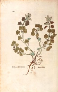 レオンハルト・フックスによる「Glechoma hederacea（Chamaecissos）」（「De historia stirpium commentarii insignes（植物の歴史に関する注目すべき解説書）」より）、カラーのエングレーヴィング。