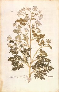 ヘムロック - Conium maculatum (Cicuta) レオンハート・フックス著 「植物の歴史に関する注目すべき解説」より カラー彫刻