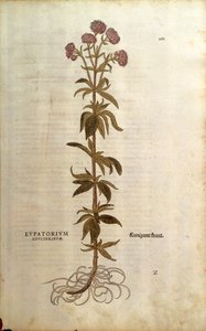 Hemp-agrimony - Eupatorium cannabinum (Eupatorium adulterinum) by Leonhart Fuchs from De historia stirpium commentarii insignes (Notable Commentaries on the History of Plants), colored engraving