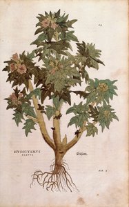 Henbane - Hyoscyamus niger (Hyoscyamus flavus) by Leonhart Fuchs from De historia stirpium commentarii insignes (Notable Commentaries on the History of Plants) カラーの彫刻作品。