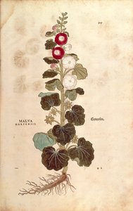 ホリーホック - アオイ科 - アルセア（Malva hortensis）Leonhart Fuchs著 「De historia stirpium commentarii insignes（植物の歴史に関する注目すべき論評）」より カラーの彫刻作品 作： Leonhard Fuchs