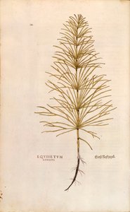 Horsetail - Equisetum arvense (Equisetum longius) by Leonhart Fuchs 「De historia stirpium commentarii insignes (Notable Commentaries on the History of Plants)」より、彩色済みの彫刻。 作： Leonhard Fuchs