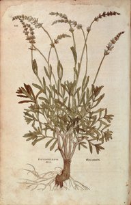 ラベンダー - 「Lavandula spica（Pseudonardus mas）」Leonhart Fuchs著、「De historia stirpium commentarii insignes（植物の歴史に関する注目すべき解説書）」より、カラーのエングレーヴィング。 作： Leonhard Fuchs