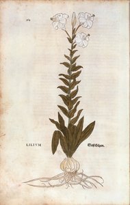 リリー（Lilium） by Leonhart Fuchs 「De historia stirpium commentarii insignes（植物の歴史についての注目すべき解説）」より、カラーの彫刻版 作： Leonhard Fuchs