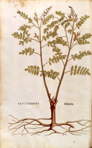 リコリス（Glycyrrhiza glabra）：Leonhart Fuchs著『De historia stirpium commentarii insignes（植物の歴史に関する注目すべき解説）』のカラーエングレーヴィング。 作： Leonhard Fuchs