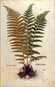 シダの雄（Dryopteris filix-mas）、Leonhart Fuchs著『De historia stirpium commentarii insignes（植物の歴史に関する注目すべき解説書）』のカラーエングレーヴィング。 作： Leonhard Fuchs