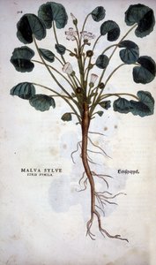 Malva Sylvestre (Great Purple) - Leonhart Fuchsの "De Historia Stirpium commentarii insignia "にて。