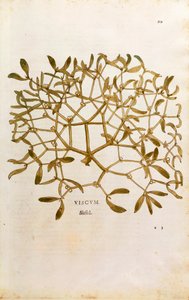 ヤドリギ（Viscum album） by Leonhart Fuchs 「De historia stirpium commentarii insignes（植物の歴史についての注目すべき解説）」のカラーエングレーヴィング。 作： Leonhard Fuchs