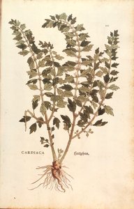 マザーワート（Leonurus cardiaca） by Leonhart Fuchs 「De historia stirpium commentarii insignes（植物の歴史に関する注目すべき論評）」より カラーの彫刻版 作： Leonhard Fuchs