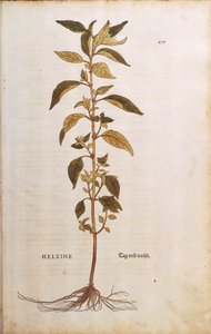 Pellitory-of-the-wall or lichwort - Parietaria officinalis (Helxine) by Leonhart Fuchs from De historia stirpium commentarii insignes (Notable Commentaries on the History of Plants) coloured engraving