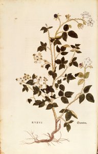 プレート。レオンハート・フックスによるデューベリー（Rubus）（『De historia stirpium commentarii insignes (Notable Commentaries on the History of Plants)』より）、彩色済みエングレーヴィング。 作： Leonhard Fuchs