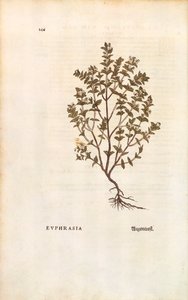 レッドアイブライト（Euphrasia officinalis）、Leonhart Fuchs著 「De historia stirpium commentarii insignes（植物の歴史に関する注目すべき解説）」より カラー彫刻