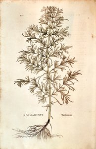 ローズマリー、Rosmarinus Officinalis (Rosmarinus).彩色彫刻 作： Leonhard Fuchs