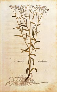 Sneezewort - Achillea ptarmica (Ptarmice) by Leonhart Fuchs from De historia stirpium commentarii insignes (Notable Commentaries on the History of Plants) カラーエングレーヴィング 作： Leonhard Fuchs