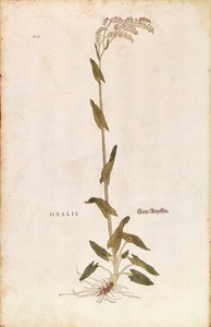 Sorrel or Spinach dock - Rumex acetosa (Oxalis) by Leonhart Fuchs from De historia stirpium commentarii insignes (Notable Commentaries on the History of Plants) coloured engraving