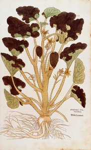 潮吹きキュウリ - Ecballium elaterium (Cucumis sylvestris) by Leonhart Fuchs from De historia stirpium commentarii insignes (Notable Commentaries on the History of Plants) coloured engraving