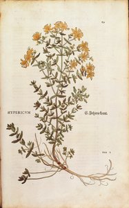 レオンハルト・フックスによるセイヨウオトギリソウ（De historia stirpium commentarii insignes (Notable Commentaries on the History of Plants)のカラーエングレービング版 作： Leonhard Fuchs