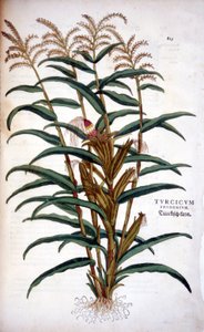 トウモロコシ - Leonhart Fuchsの "De Historia Stirpium commentarii insignia "より
