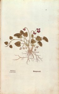 バイオレット（Viola odorata）Leonhart Fuchs著、『De historia stirpium commentarii insignes (Notable Commentaries on the History of Plants)』より、彩色された彫刻作品。