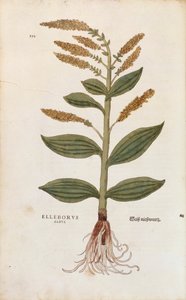 ホワイトヘレボア - Veratrum album (Eleborus albus) by Leonhart Fuchs, De historia stirpium commentarii insignes (Notable Commentaries on the History of Plants), カラー・エングレーヴィング