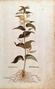 白いツバメの花 - Cynanchum vincetoxicum (Asclepias) by Leonhart Fuchs (De historia stirpium commentarii insignes (Notable Commentaries on the History of Plants) からのカラーエングレーヴィング 作： Leonhard Fuchs