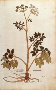 野生のアンジェリカ（Angelica sylvestris）、Leonhart Fuchs著 「De historia stirpium commentarii insignes（植物の歴史に関する注目すべき解説）」より カラーの彫刻作品 作： Leonhard Fuchs