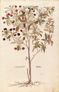 ワイルドチェリー - Prunus avium (Cerasus) by Leonhart Fuchs （「植物の歴史に関する注目すべき解説」より） カラーの彫刻版 作： Leonhard Fuchs