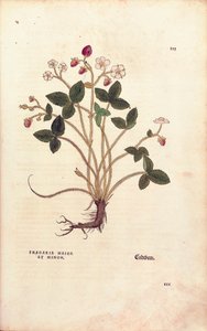 木いちご - Fragaria vesca (Fragaria maior et minor) by Leonhart Fuchs, De historia stirpium commentarii insignes (Notable Commentaries on the History of Plants), カラー・エングレーヴィング。 作： Leonhard Fuchs