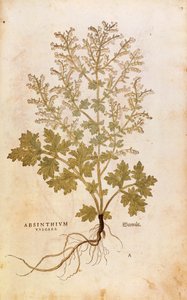 ヨモギ - Artemisia absinthium (Absinthium vulgare) レオンハルト・フックス著 「De historia stirpium commentarii insignes (Notable Commentaries on the History of Plants)」より、彩色済みエングレーヴィング。 作： Leonhard Fuchs