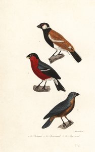 レユニオン種のウソ、ユーラシアのウソ、ブルー グロスビーク。 作： Leopold Massard