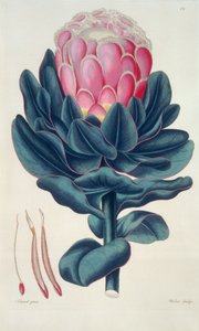 Protea speciosa、Perigonia pistillum (pl.12) from `Thesaurus Botanicus