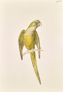 オウム 作： Leopold von Stoll