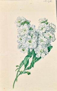 白い花 作： Leopold von Stoll