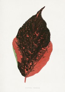  作： 