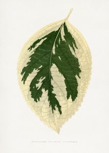  作： 