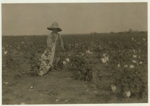 1913年、テキサス州ウエスト近くの両親の80エーカーの農場で、5歳のウィリーヘッセは1日に15ポンドの綿を収穫します。