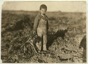 1915年、コロラド州スターリング近くの農場でテンサイを引っ張っている6歳のジョー 作： Lewis Wickes Hine