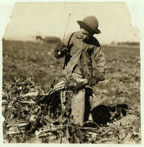 1915年、コロラド州スターリングの近くで膝を「フック」した後、7歳のアレックスレイバーがテンサイをトッピングし続けている 作： Lewis Wickes Hine