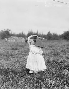 フィラデルフィア出身の8歳のジェニーカミーロ、1910年、ニュージャージー州ペンバートン近くのターキータウンにあるセオドアバッドの沼地でクランベリーを摘み取る