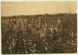 1913年、テキサス州マッキンニー近くで家族が綿を選ぶ 作： Lewis Wickes Hine