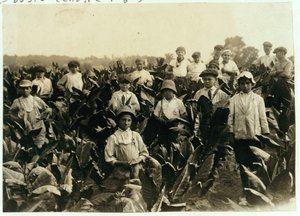 グッドリッチタバコ農場、コネチカット州ギルダースリーブ近く、1917 作： Lewis Wickes Hine