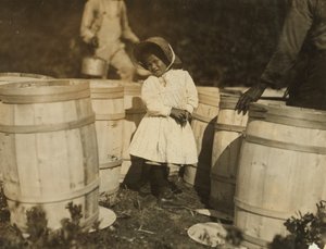 メアリークリスマス、わずか3人、1911年、マサチューセッツ州ファルマスのウィークズボッグ、祖父が樽でこぼしたクランベリーを摘み取る 作： Lewis Wickes Hine