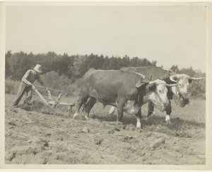 メイン州中部の田園風景、今も多くの牛が使われている 作： Lewis Wickes Hine